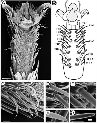 Functional Characterization of the Gustatory Sensilla of Tarsi of the Female Polyphagous Moth Spodoptera littoralis